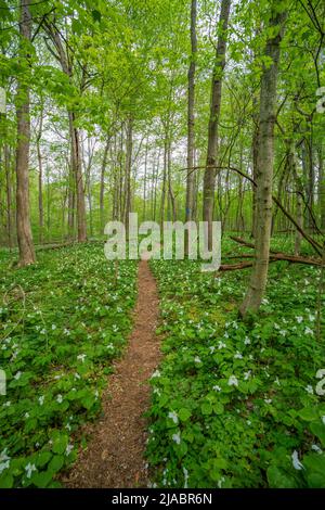 Percorre la riserva di Trillium Ravine, una riserva naturale della Michigan Nature Association, USA Foto Stock