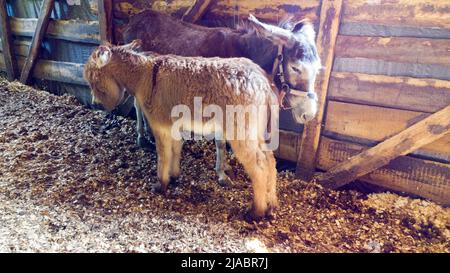 Madre adulta di asino con giovane fallo sono in piedi in fienile. Animali rurali nazionali. Bestiame, allevamento, allevamento di animali Foto Stock