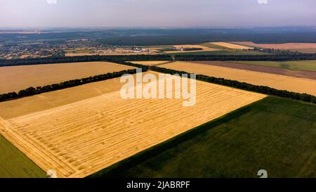 Vista panoramica dall'alto del campo di grano. Diversi campi agricoli. Campo di grano giallo e campi con altre piante agricole verdi. Vista aerea del drone. Paesaggio agricolo sfondo agrario Foto Stock