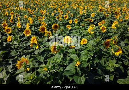 Volo aereo con vista dei droni sul campo di girasole nella soleggiata giornata estiva. Paesaggio di campagna e vista panoramica con fiori di girasole gialli in fiore. Campi agricoli e terreni agricoli. Ritagliare i campi Foto Stock