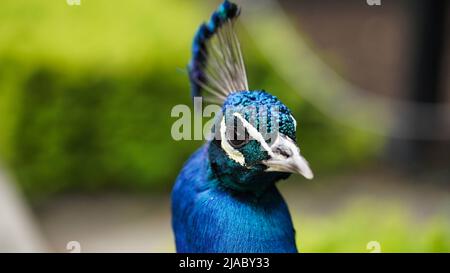 Primo piano della testa di un pavone maschio blu sullo sfondo di cespugli verdi in uno zoo o in un parco naturale. Foto macro di un bellissimo uccello selvatico Foto Stock