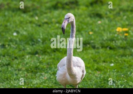 Great Blue Heron - Fenicotteridae su un prato verde Foto Stock