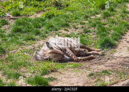 L'iena brindle si trova in un prato. C'è erba intorno ad esso. Foto Stock