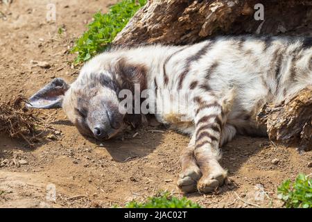 L'iena brindle si trova in un prato. C'è erba intorno ad esso. Foto Stock