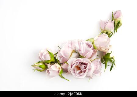 Struttura da rose e petali su sfondo bianco. Disposizione piatta. Foto Stock