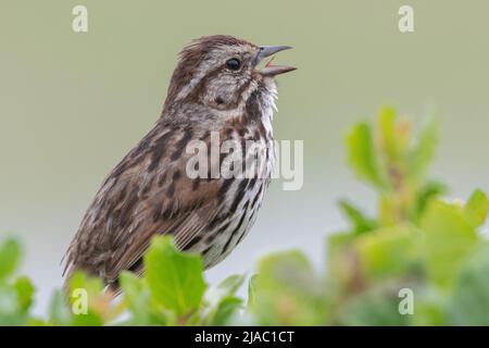 Un Sparrow di canzoni cantanti (Melospiza melodia) con la testa indietro e becco aperto vocalizzando in Point Reyes National Seashore in California, USA. Foto Stock