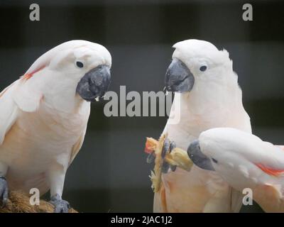 Il cockatoo crestato al salmone (Cacatua moluccensis), noto anche come cockatoo di Molucca, è un cockatoo endemico dell'arcipelago delle Seram nell'Indonesia orientale Foto Stock