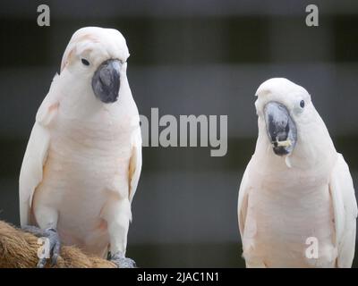 Il cockatoo crestato al salmone (Cacatua moluccensis), noto anche come cockatoo di Molucca, è un cockatoo endemico dell'arcipelago delle Seram nell'Indonesia orientale Foto Stock