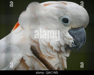 Il cockatoo crestato al salmone (Cacatua moluccensis), noto anche come cockatoo di Molucca, è un cockatoo endemico dell'arcipelago delle Seram nell'Indonesia orientale Foto Stock