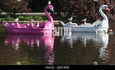 Pedalo a forma di cigno Foto Stock