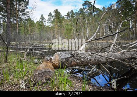 Alberi gnawed dai cavatori. Testimonianza della vita dei castori nel Parco Nazionale. Foto Stock