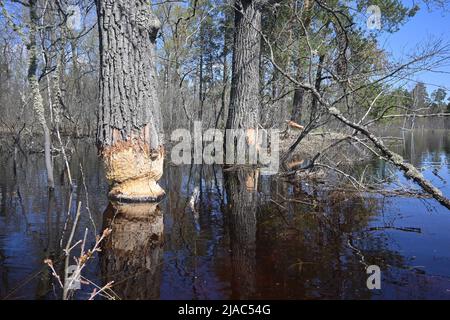 Alberi gnawed dai cavatori. Testimonianza della vita dei castori nel Parco Nazionale. Foto Stock