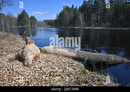 Alberi gnawed dai cavatori. Testimonianza della vita dei castori nel Parco Nazionale. Foto Stock