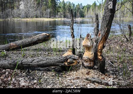 Alberi gnawed dai cavatori. Testimonianza della vita dei castori nel Parco Nazionale. Foto Stock