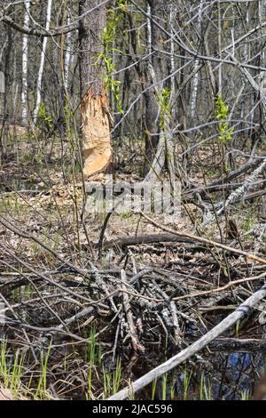 Alberi gnawed dai cavatori. Testimonianza della vita dei castori nel Parco Nazionale. Foto Stock