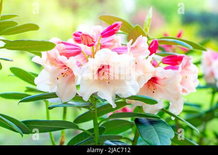 Bianco brillante e rosa Rhodendron Hybridum Hania fiori fioritura con foglie verdi in giardino in primavera. Foto Stock