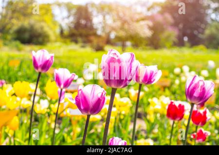 Fiori di tulipano in fiore rosa sul campo in fiore in primavera. Foto Stock
