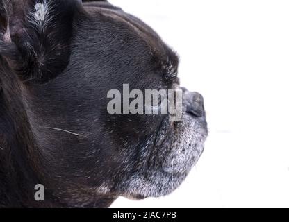 Nero french bulldog, cane ritratto di profilo, isolato sfondo bianco Foto Stock