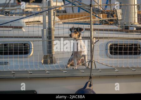 Carino cane a bordo di lusso yacht ponte piccolo doggy su una barca a vela, guardando attraverso la rete di sicurezza Foto Stock