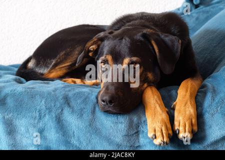 ritratto del cane, breedless nero misto canino di razza guardando dritto avanti mentendo Foto Stock