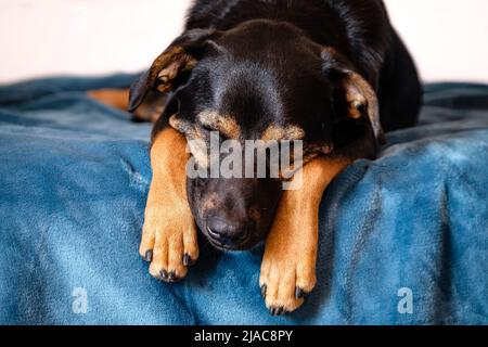 ritratto del cane senza breedless, nero misto razza calmo canino che dorme con la testa e museruola tra le sue gambe su un letto Foto Stock