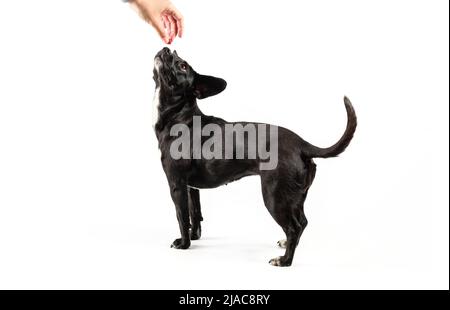 Piccolo ritratto di cane nero, canino di razza mista guardando attentamente una mano che tiene il rinforzo positivo del cibo, isolato sfondo bianco Foto Stock