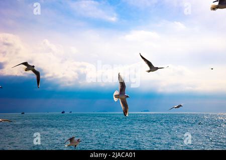 Gabbiani che volano sul mare con cielo nuvoloso sfondo. Foto concetto libertà. Virgoletta foto di sfondo. Foto Stock