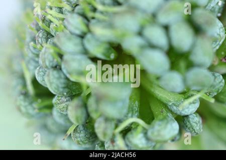 Uova di fragola fiore weevil Anthonomus rubi archiviato sulla pianta di fragola. È un dolce che si nutre dei membri delle Rosaceae. Foto Stock