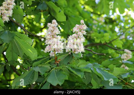 Cavallo Castagno albero fiore (Aesculus hippocastanum) Foto Stock