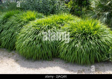 Erba della foresta giapponese o hakonechloa macra o hakone erba bambù-come pianta ornamentale con montoni a cascata di vegetazione lussureggiante nella garde soleggiata Foto Stock