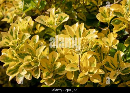 Euonymus japonicus Ovatus Aureus o Bush fuso giapponese arbusto colorato con giallo dorato e verde variegato fogliame Foto Stock