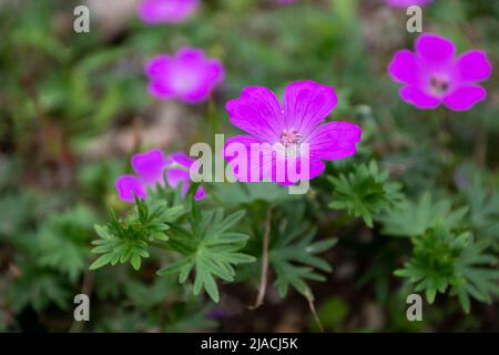 Geranio rosa brillante o fiori cranesbill e foglie primo piano Foto Stock