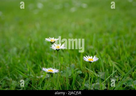 Daisy o bellis perennis fiori bianchi con centro giallo sul prato verde in primavera Foto Stock