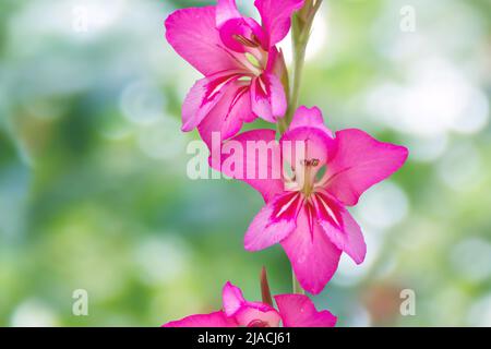 Gladiolus communis o gladiolus orientale o comune mais-bandiera fiori rosa brillante sullo sfondo nero bokeh verde Foto Stock