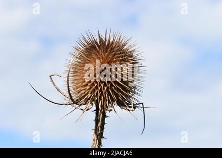 Testa di cardo essiccata (Asteraceae) contro un cielo nuvoloso con copyspace. Foto Stock