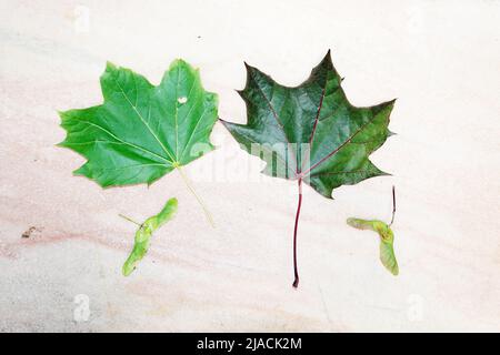 Spitzahorn (Acer platanoides), auch Spitzblättriger Ahorn - Blätter (Unerseite) und Früchte Foto Stock