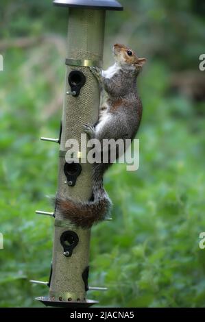 Scoiattolo grigio Sciurus carolinensis arrampicata su un alimentatore di uccelli in una riserva naturale a Norfolk, Regno Unito Foto Stock