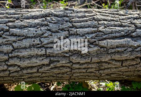 Un primo piano di un tronco di albero, può essere utilizzato come sfondo, carta da parati, texture, pattern, o astratto - fotografia di stock Foto Stock