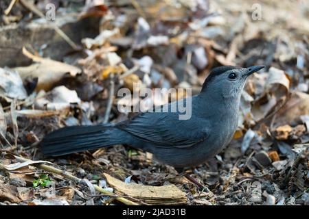 Catbird grigio, Catbird grigio, (Dumetella carolinesis) Foto Stock