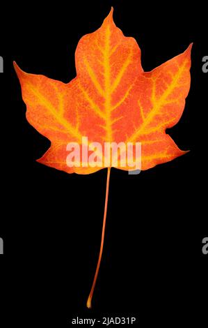 Autunno Maple Leaf Foto Stock