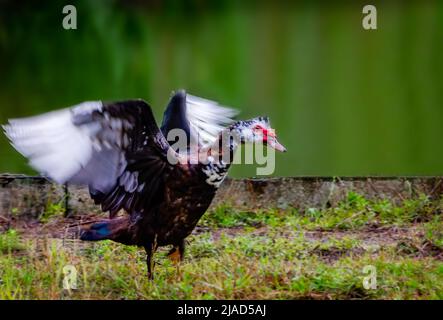 Un'anatra moscovica (Cairina moschata) flaps le sue ali sulle rive del West Fowl River, 21 settembre 2013, a Coden, Alabama. Foto Stock