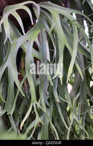 Piante ornamentali Canzone (Staghorn Forns) punte attaccate ad altre piante Foto Stock