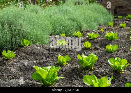 Campo ecologico di lattuga fresca circondato da erbe aromatiche Foto Stock