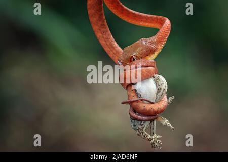 Serpente di boiga rosso giovanile appeso su un ramo che mangia un roditore, Indonesia Foto Stock