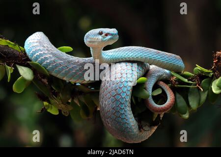 Serpente bianco-lipped isola pit viper su un ramo, Indonesia Foto Stock