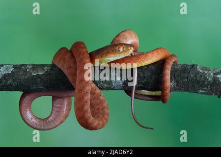 Serpente di boiga rosso giovanile appeso su un ramo che mangia un roditore, Indonesia Foto Stock