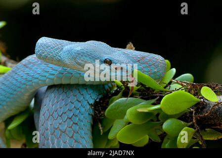 Primo piano di un vipera con un'isola a punta bianca su un ramo, l'Indonesia Foto Stock