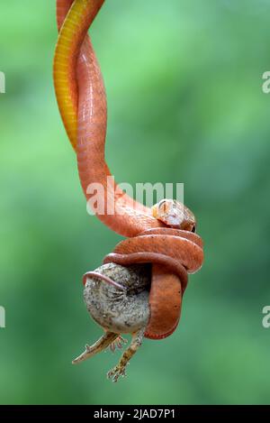 Serpente di boiga rosso giovanile appeso su un ramo che mangia un rettile, Indonesia Foto Stock