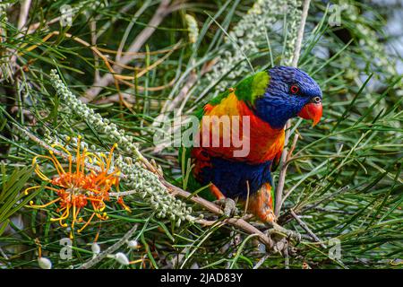 Rainbow Lorikeet che si nutrono di fiori nativi Grevillea, Australia Foto Stock