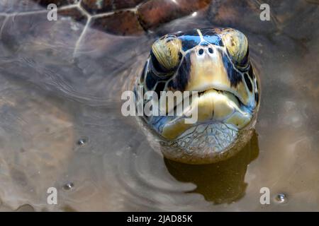 Primo piano di una tartaruga del mare verde (Chelonia midas) in oceano che sbucca dall'acqua, Indonesia Foto Stock